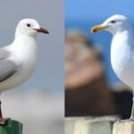 Blog_1_two_gullsJPG-700x283