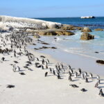 Boulders_Beach_Suedafrika