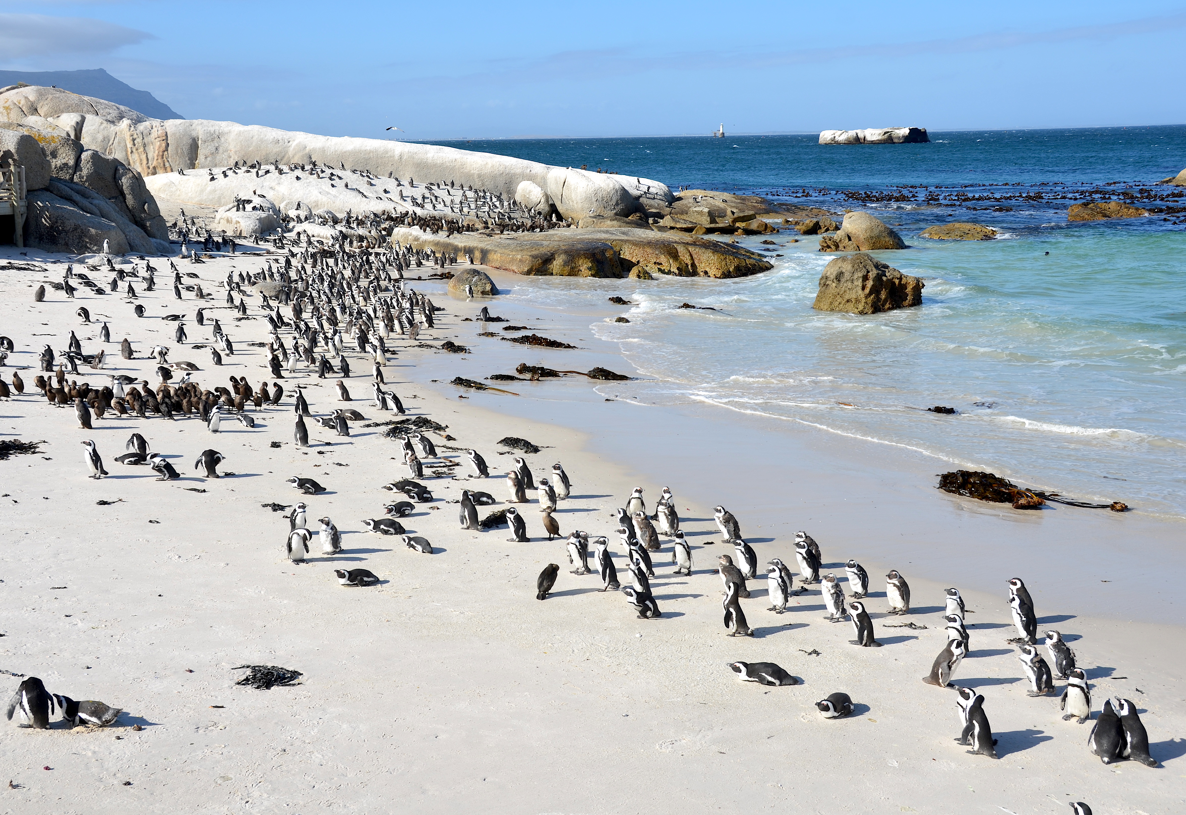 Boulders_Beach_Suedafrika