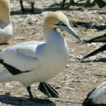 Cape_gannet_sideview