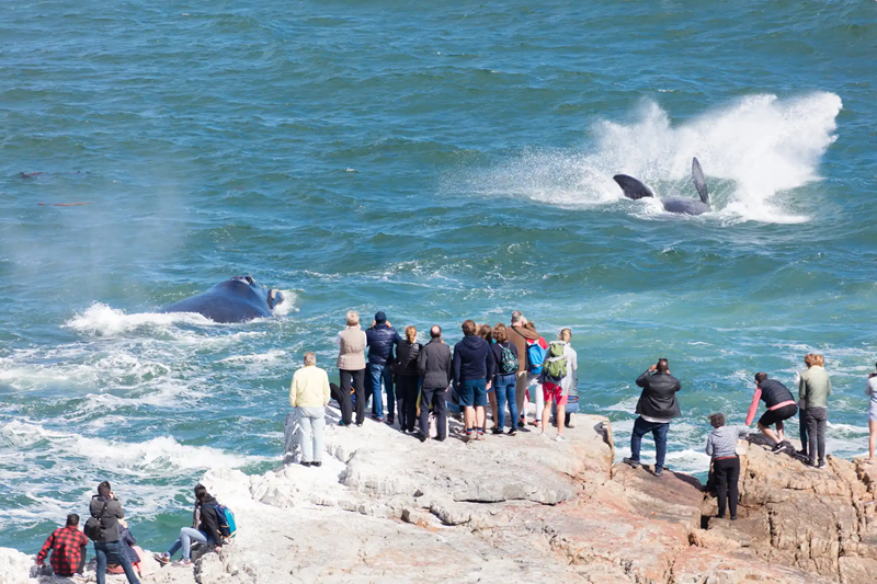 Whale-Watching-Cape-Agulhas-and-Hermanus