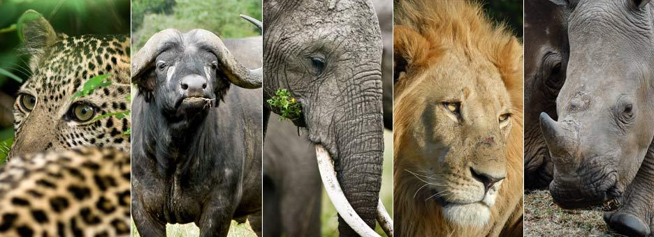 Interesting Facts About The Big Five