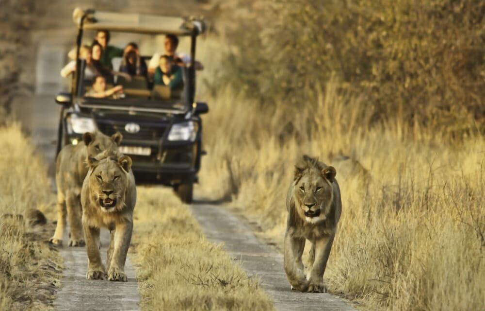 kruger-national-park-south-africa-safari-game-drive-lions