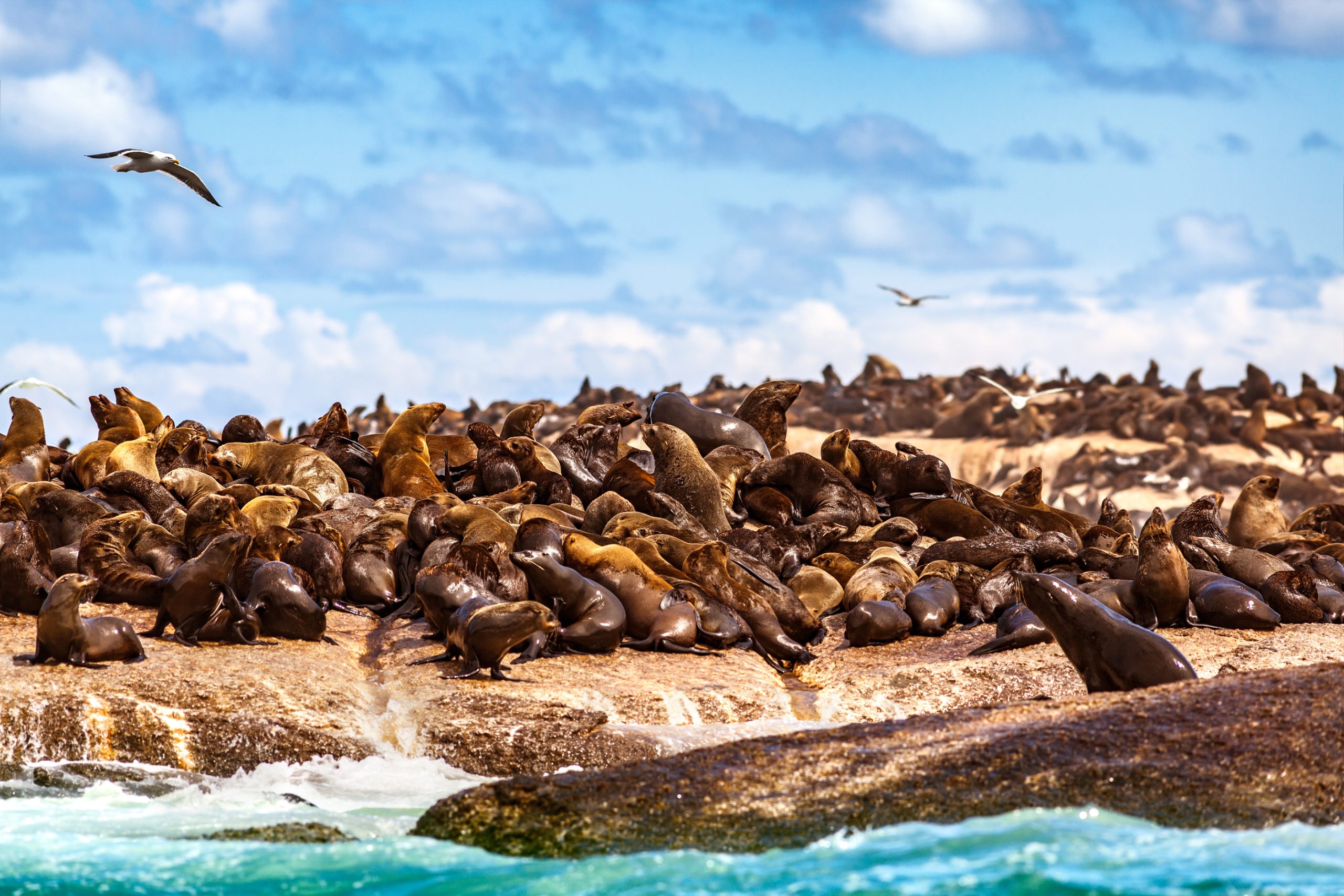 seal-island-boat-tour-cape-fur-seal-colony-hout-bay-scaled