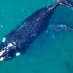 southern-right-whale-03-590x390