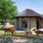 Nyala Visiting The Chalets