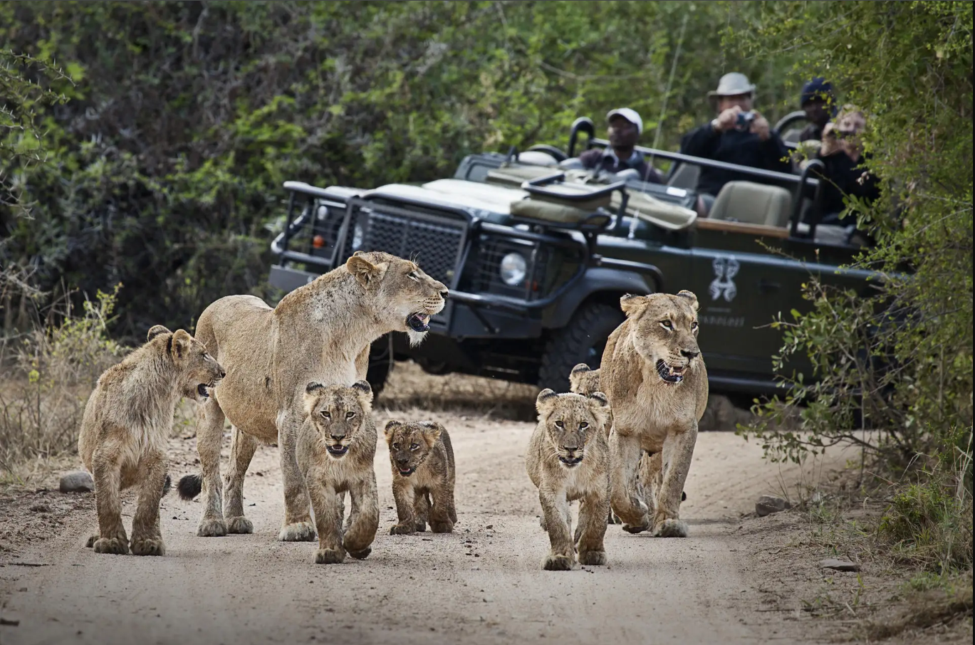 Lions and cubs during a South African safari game drive