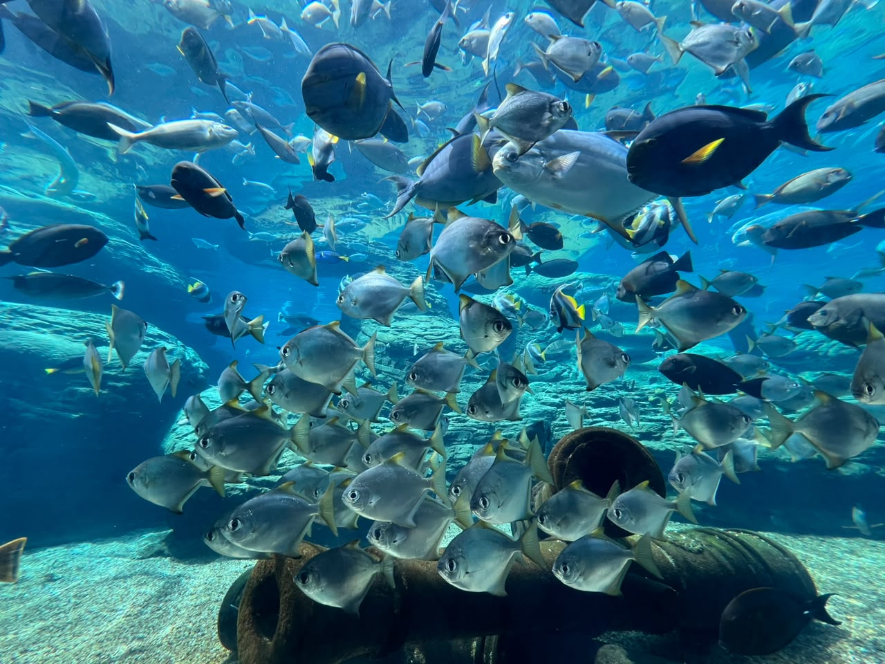 Exploring uShaka Marine World Aquarium – Durban's Underwater Adventure